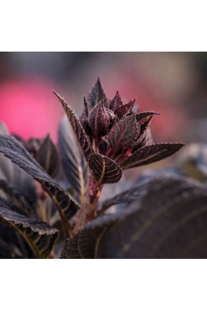 Гортензия Эклипс цветочные бутоны